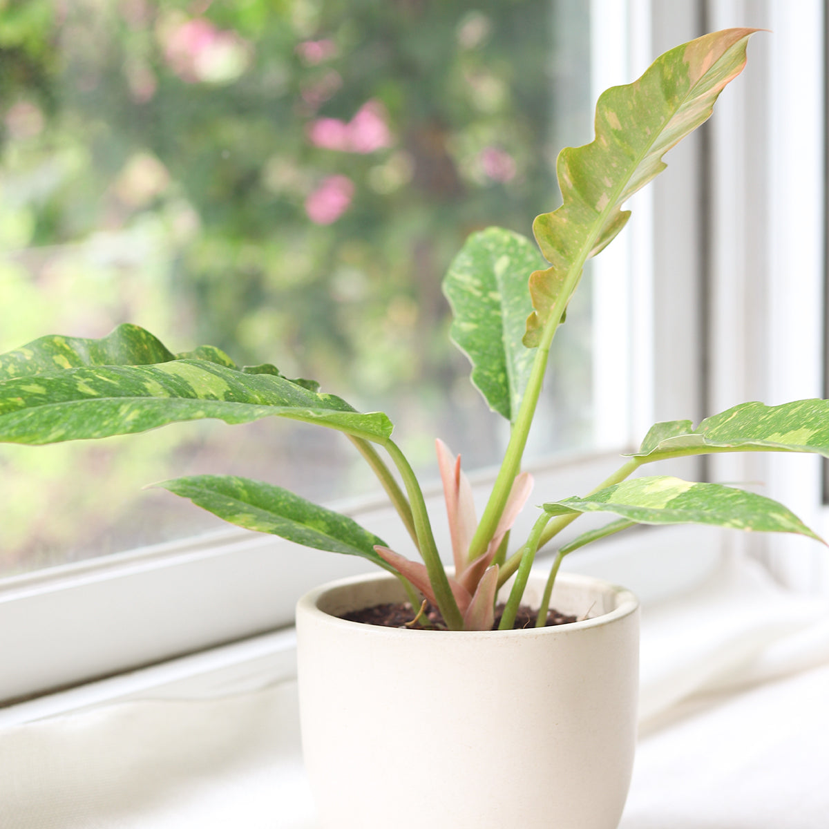 Philodendron Ring of Fire Houseplants for Sale Online, Houseplant Gift Decor Ideas