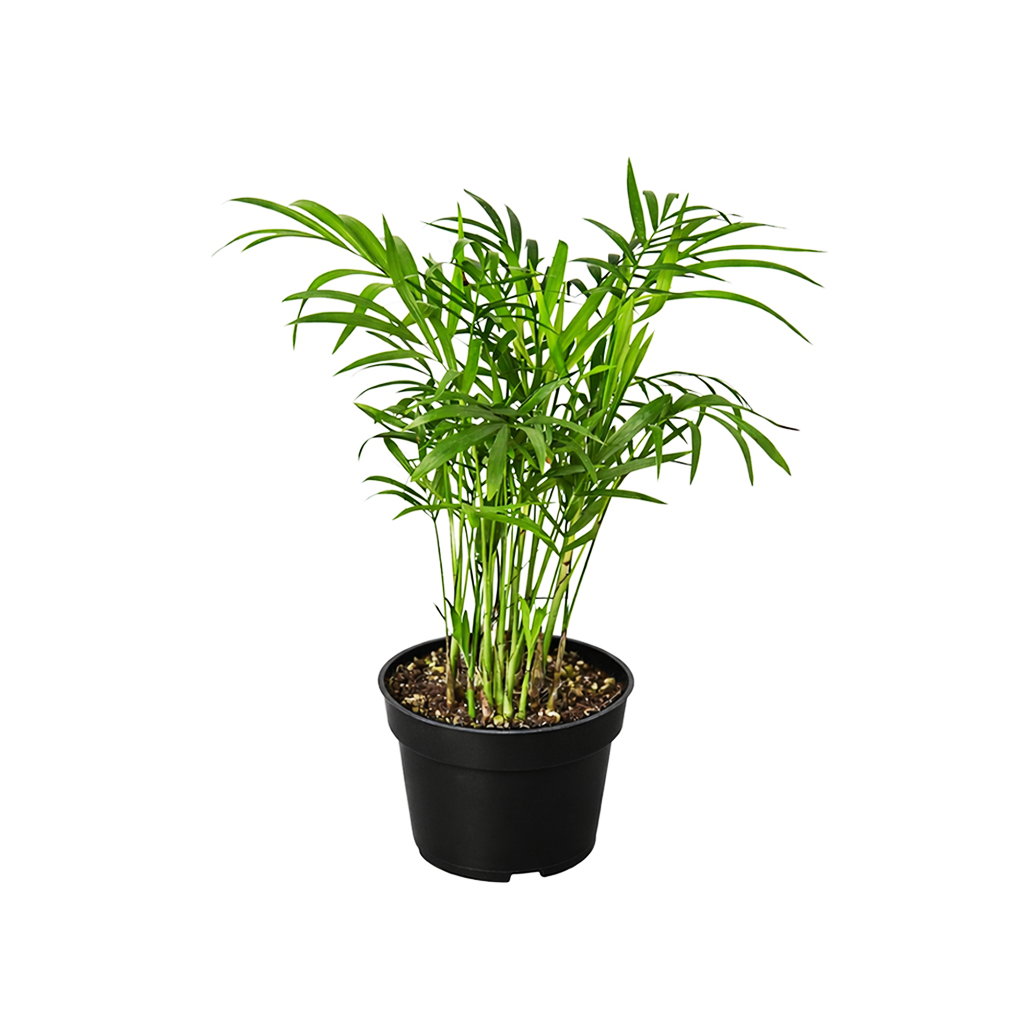 healthy parlor palm Parlor Palm Neanthe Bella Palm - Air Purifying Live Houseplant
