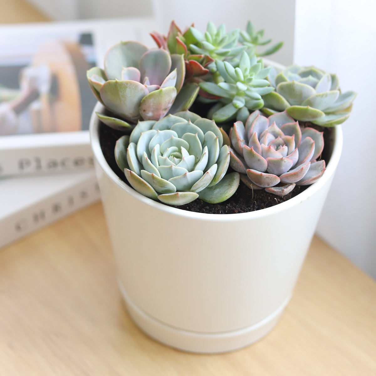 Succulent Arrangement in Ceramic Pot, rosette succulents, colorful succulents, stunning succulent arrangement for home and office decor, rosette succulent plants in modern pot