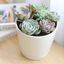 Succulent Arrangement in Ceramic Pot, rosette succulents, colorful succulents, stunning succulent arrangement for home and office decor, random succulents in ceramic pots