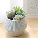 Succulent Arrangement in Ceramic Pot, rosette succulents, colorful succulents, stunning succulent arrangement for home and office decor, random succulents in ceramic pots