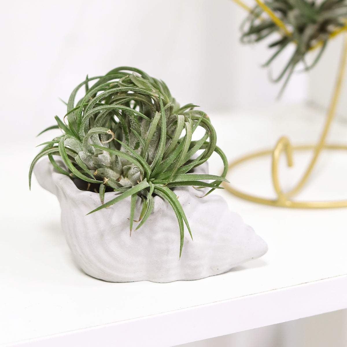cement air plant holder, seashell air plant holder, Mini Air Plant Holder for sale, buy Cement Seashell Mini Air Plant Holder online, Mini Air Plant display ideas, air plant holder, where to buy mini cement air plant holder
