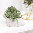 cement air plant holder, seashell air plant holder, Mini Air Plant Holder for sale, buy Cement Seashell Mini Air Plant Holder online, Mini Air Plant display ideas, air plant holder, seashell air plant holder for home and office decor