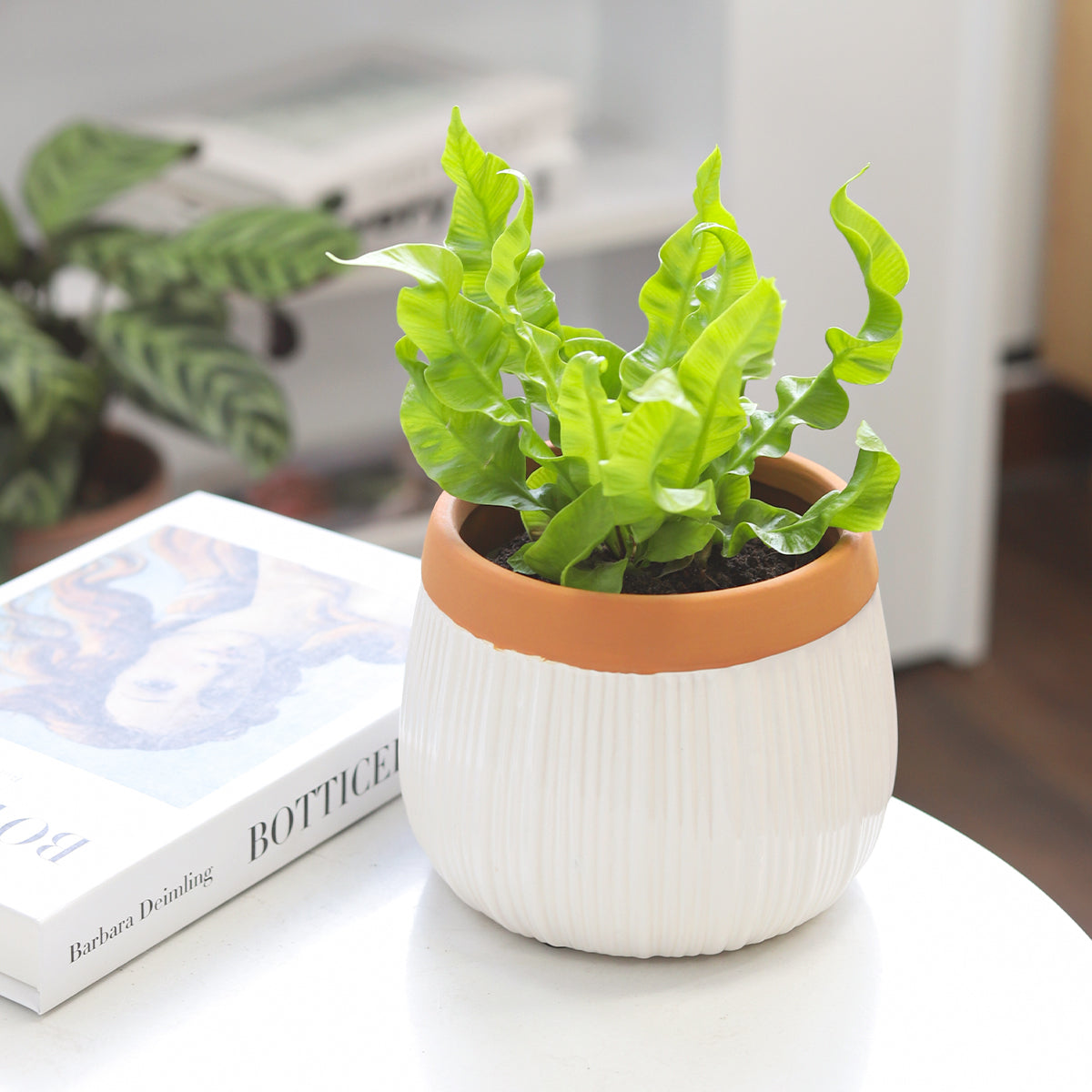 6 inch terracotta plant pots 6 inch White Glazed Striped Ceramic Planter with Terracotta Color Rim