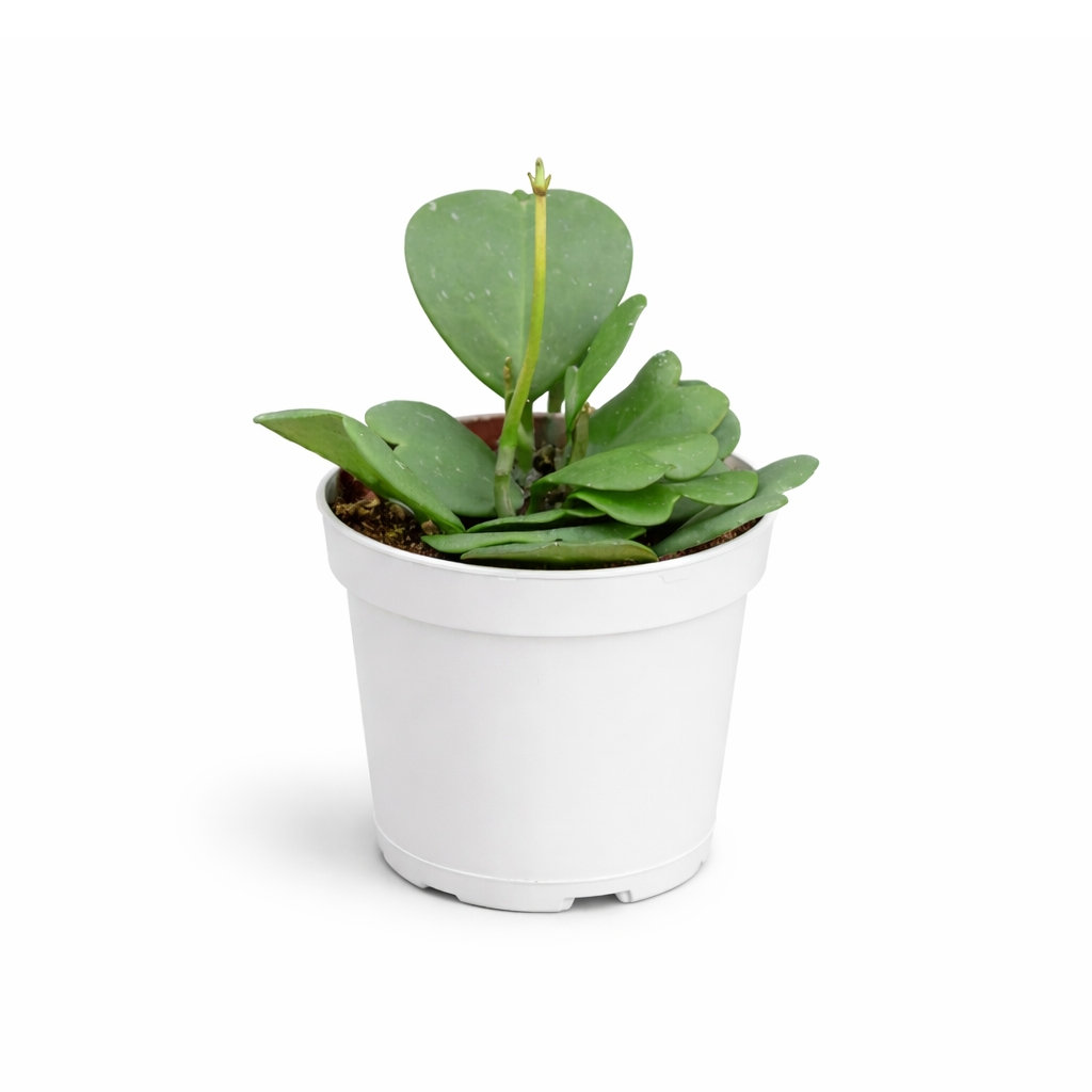 Hoya Heart care guide, Hoya Heart for sale, Hoya heart near me, Hoya Kerrii, Hoya Kerrii Heart, Sweetheart Hoya, Valentine plants, Heart-shaped plants, types of houseplants, low light houseplants, easy to grow houseplants