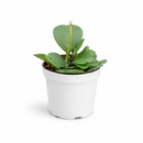 Hoya Heart care guide, Hoya Heart for sale, Hoya heart near me, Hoya Kerrii, Hoya Kerrii Heart, Sweetheart Hoya, Valentine plants, Heart-shaped plants, types of houseplants, low light houseplants, easy to grow houseplants