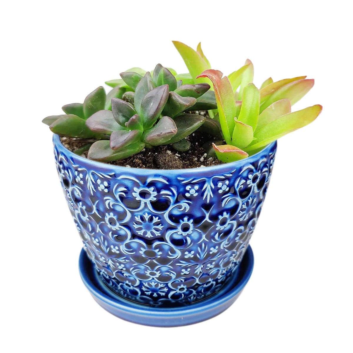 blue bell succulent Succulent Arrangement in Blue Mediterranean Bell Planter