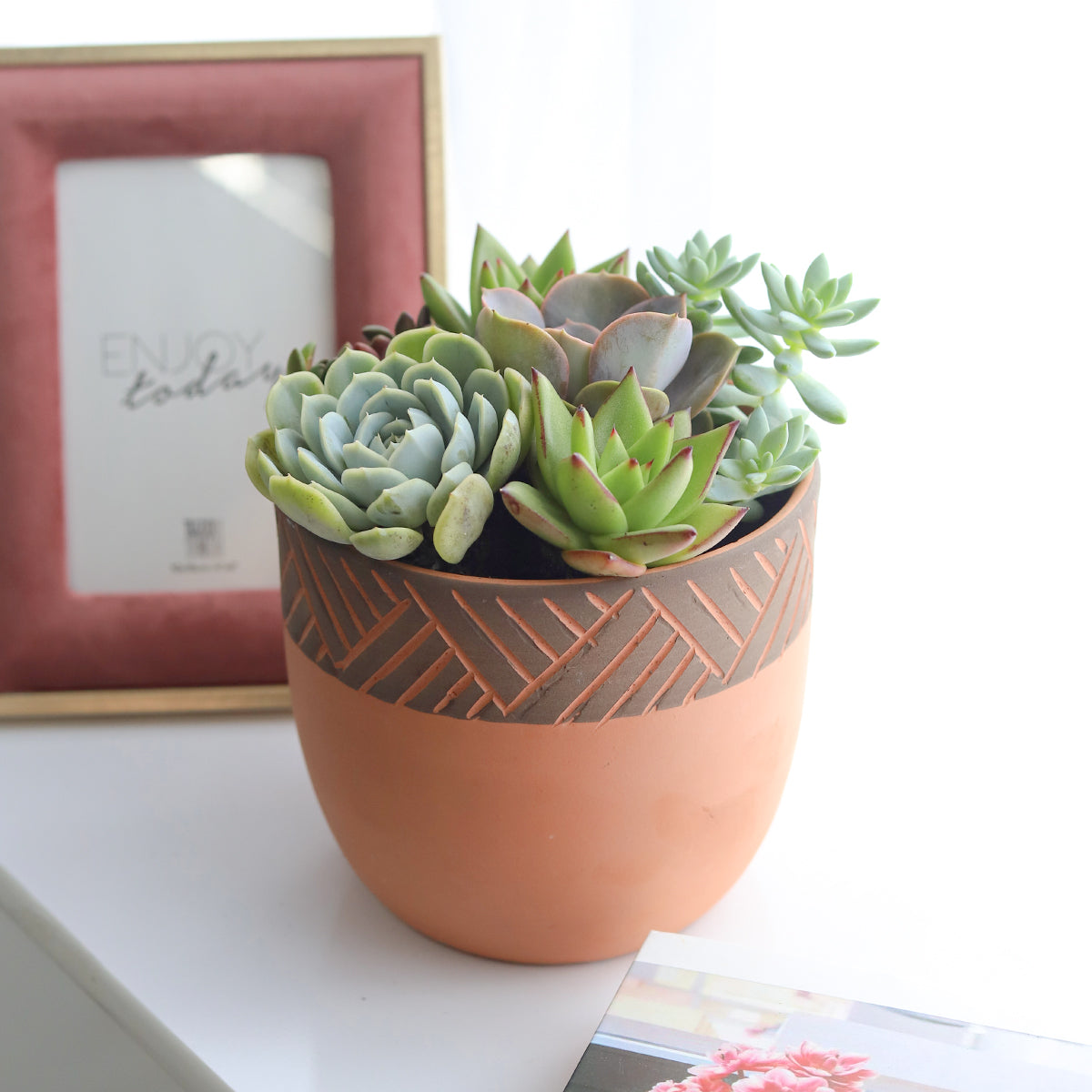 rosette succulents, colorful succulents, stunning succulent arrangement for home and office decor, succulent arrangement