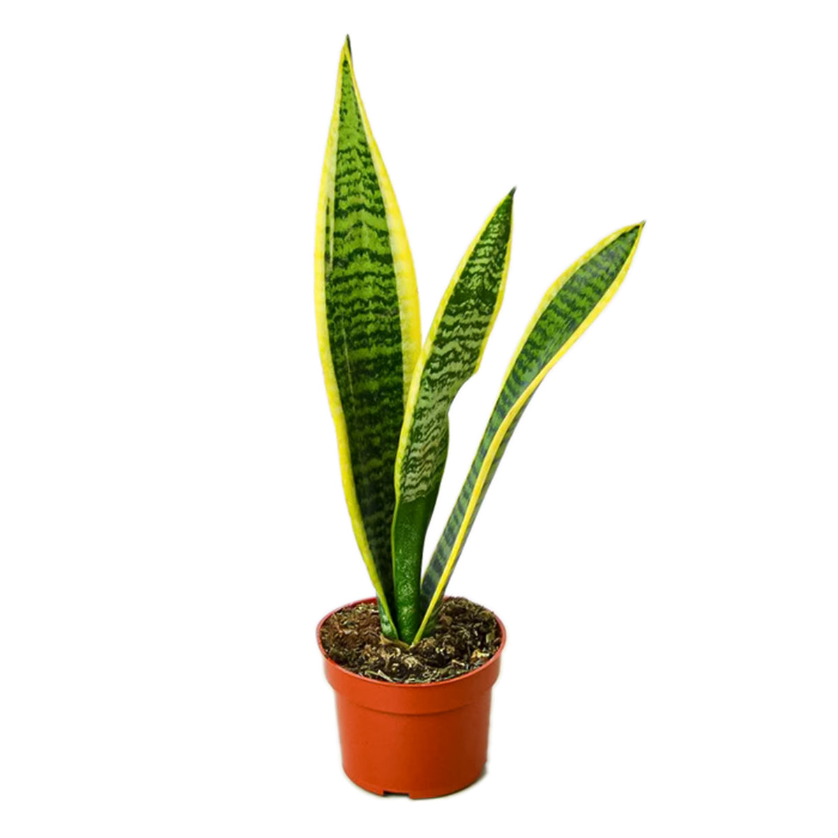 best place to buy outdoor plants online, Snake Plant Sansevieria Laurentii 6 inch, Snake Plant Sansevieria Laurentii 6 inch for sale, buy Snake Plant Sansevieria Laurentii online