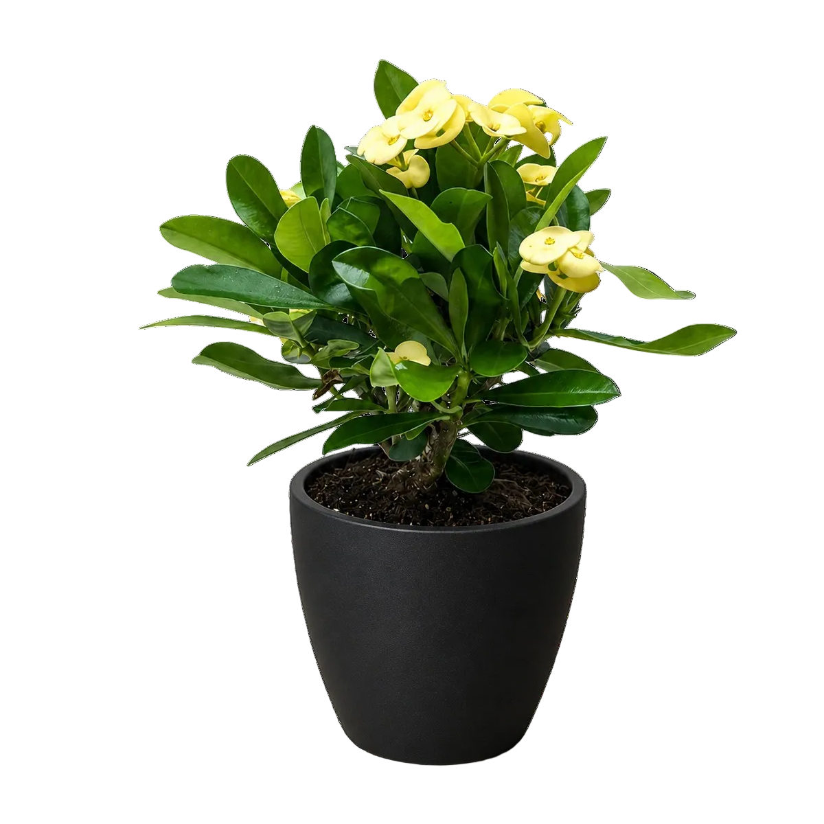 4 inch yellow crown of thorn in black eco pot, 4 inch yellow flowering plant in decorative pot, buy small indoor plants online