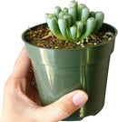 where to buy Baby Toes succulent online, rare Fenestraria rhopalophylla baby toes for sale, funny shape succulent gift Fenestraria rhopalophylla