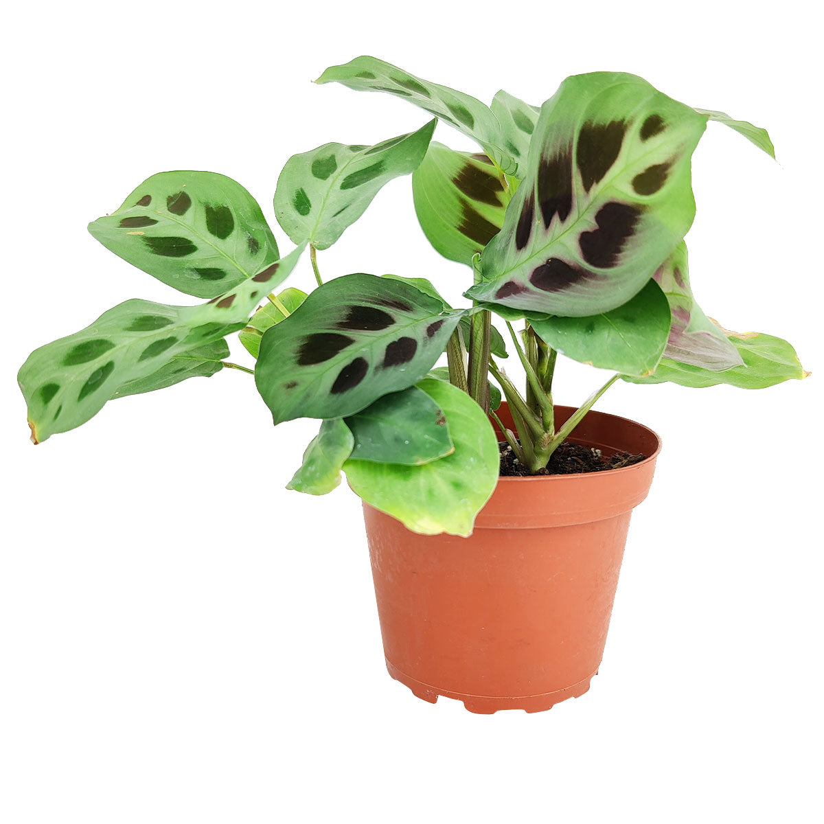 pink prayer plant Green Prayer Plant (Maranta leuconeura)