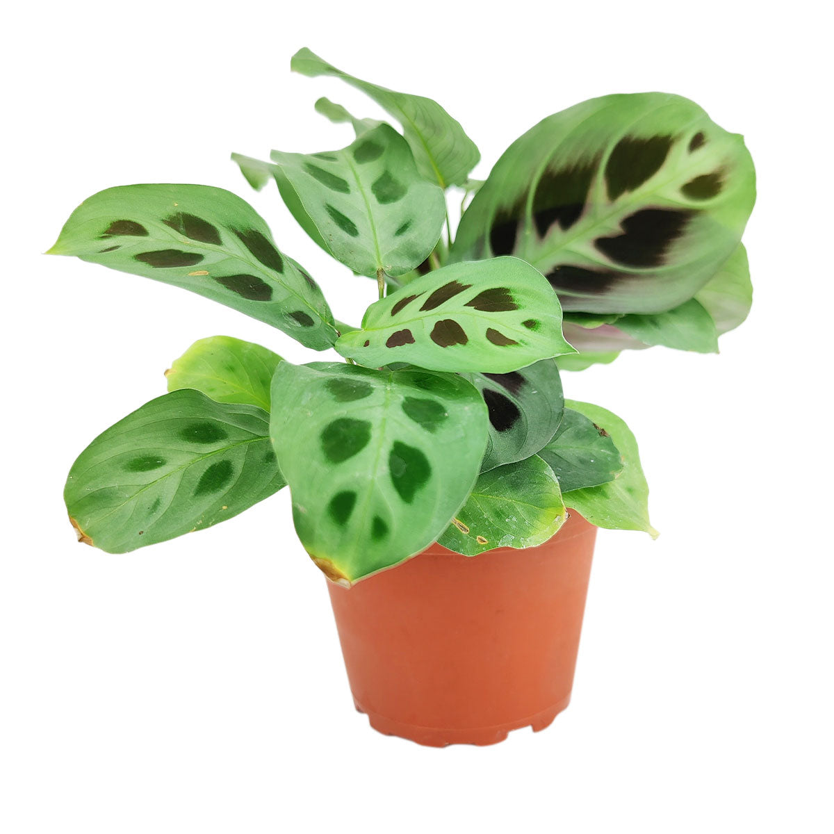 prayer plant green Green Prayer Plant (Maranta leuconeura)