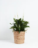Peace Lily (Spathiphyllum)