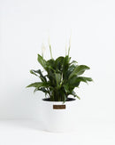 Peace Lily (Spathiphyllum)