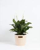 Peace Lily (Spathiphyllum)