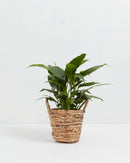 Peace Lily (Spathiphyllum)