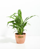 Peace Lily (Spathiphyllum)