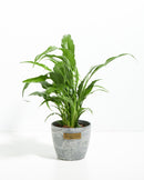 Peace Lily (Spathiphyllum)