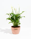 Peace Lily (Spathiphyllum)