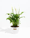 Peace Lily (Spathiphyllum)