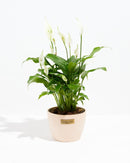 Peace Lily (Spathiphyllum)