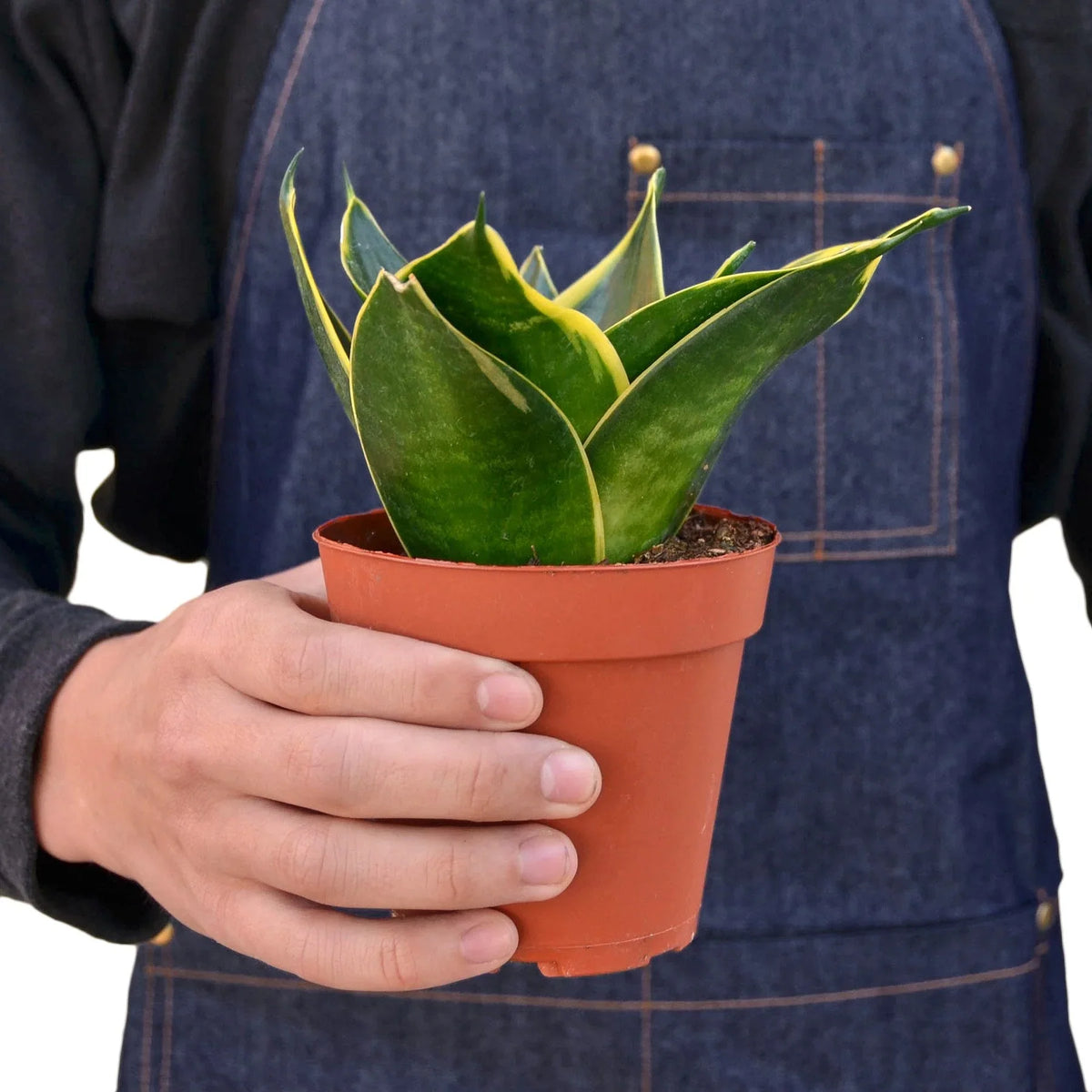 buy snake plant emerald star live houseplant 4" pot online, dense rosette of sword-like variegated green blades with yellow outline, air-purifying indoor tropical plant, virtually indestructible and beginner-friendly, refined upright silhouette complements minimalist or bohemian interiors, a classic gift that thrives for years with little care