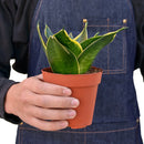 buy snake plant emerald star live houseplant 4" pot online, dense rosette of sword-like variegated green blades with yellow outline, air-purifying indoor tropical plant, virtually indestructible and beginner-friendly, refined upright silhouette complements minimalist or bohemian interiors, a classic gift that thrives for years with little care
