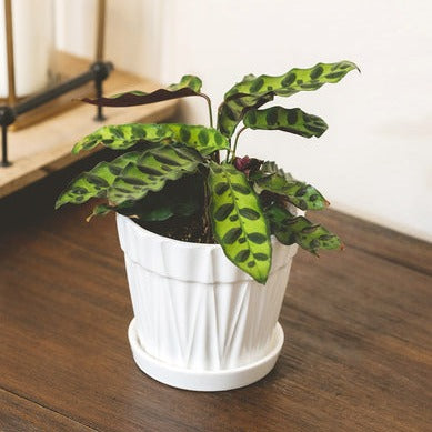 8 inch Decorative Ceramic Plant Pot for Sale, Buy Minimalist White Ceramic Planter with Drainage Hole and Saucer, Ceramic Pot Gift ideas