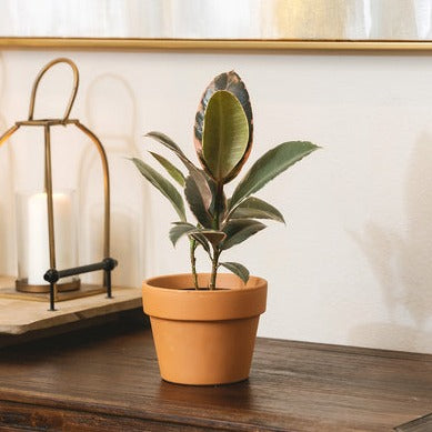 6 inch terracotta pot with drainage hole for succulent and houseplant, live plant pot ideas