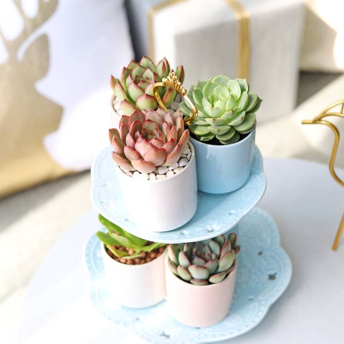 cute succulent holders Blue Modern Cylinder Pot | Minimal Ceramic Decor for Home and Office