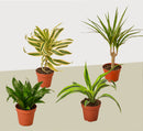 buy 4 Different Dracaenas Variety Pack - Live House Plant - 4" Pot live houseplant 4" pot online, displaying lush tropical sword-shaped leaves with vivid striping, slow steady upright growth habit, adaptable to medium indirect light, low-maintenance watering needs, an eye-catching collection for windowsills and plant-filled shelfie displays, ideal gift for beginner plant parents