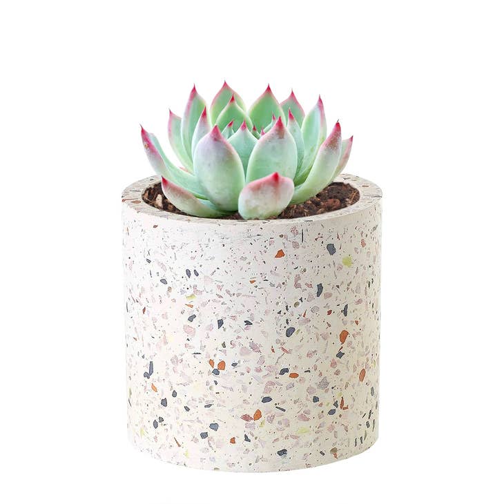 terrazzo plant pot large Terrazzo Pot | Mini Ceramic Pot for Succulents, Cacti and Flowers