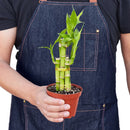 4" pot dracaena 'lucky bamboo' live houseplant for sale, vivid green upright canes with tufted leaf clusters, slow growing and long lived, tolerates average humidity, iconic spiral or braided stem forms available, striking minimalist decor piece and a meaningful gift for any celebration