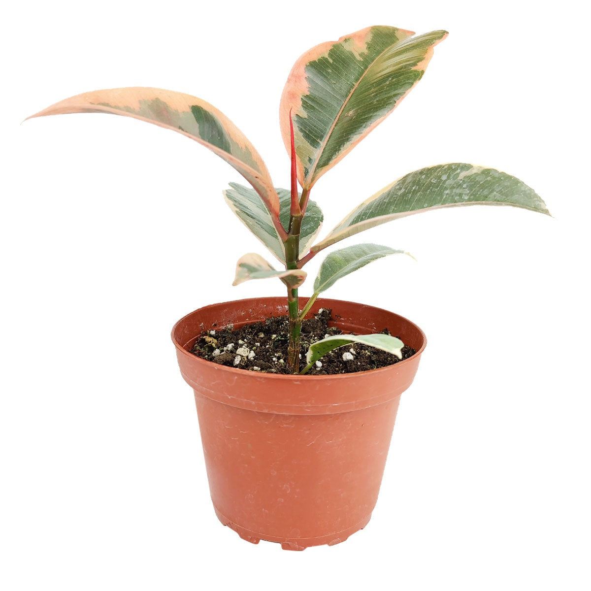 pink rubber tree plant 4" Ficus Elastica Ruby Pink – Variegated Rubber Plant with Pink Leaves by Succulents Box