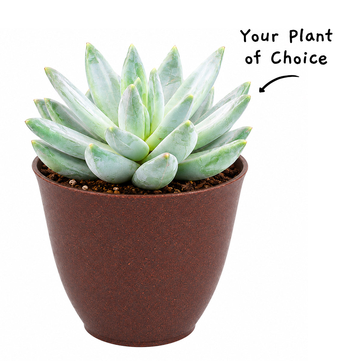Echeveria Harmsii Ruby Slipper