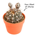Buy an 8-pack of 4" live plants online. Choose eight plants of your choice to create a lush and diverse collection in 4" pots. Perfect for filling larger spaces, decorating your home or office, and growing your plant collection.