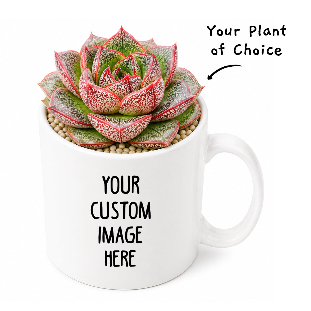 4" plant in a personalized custom image pot for sale. Pick the plant of your choice and add your favorite photo to create a unique planter. Perfect for personalized gifts, desks, shelves, and indoor plant displays.