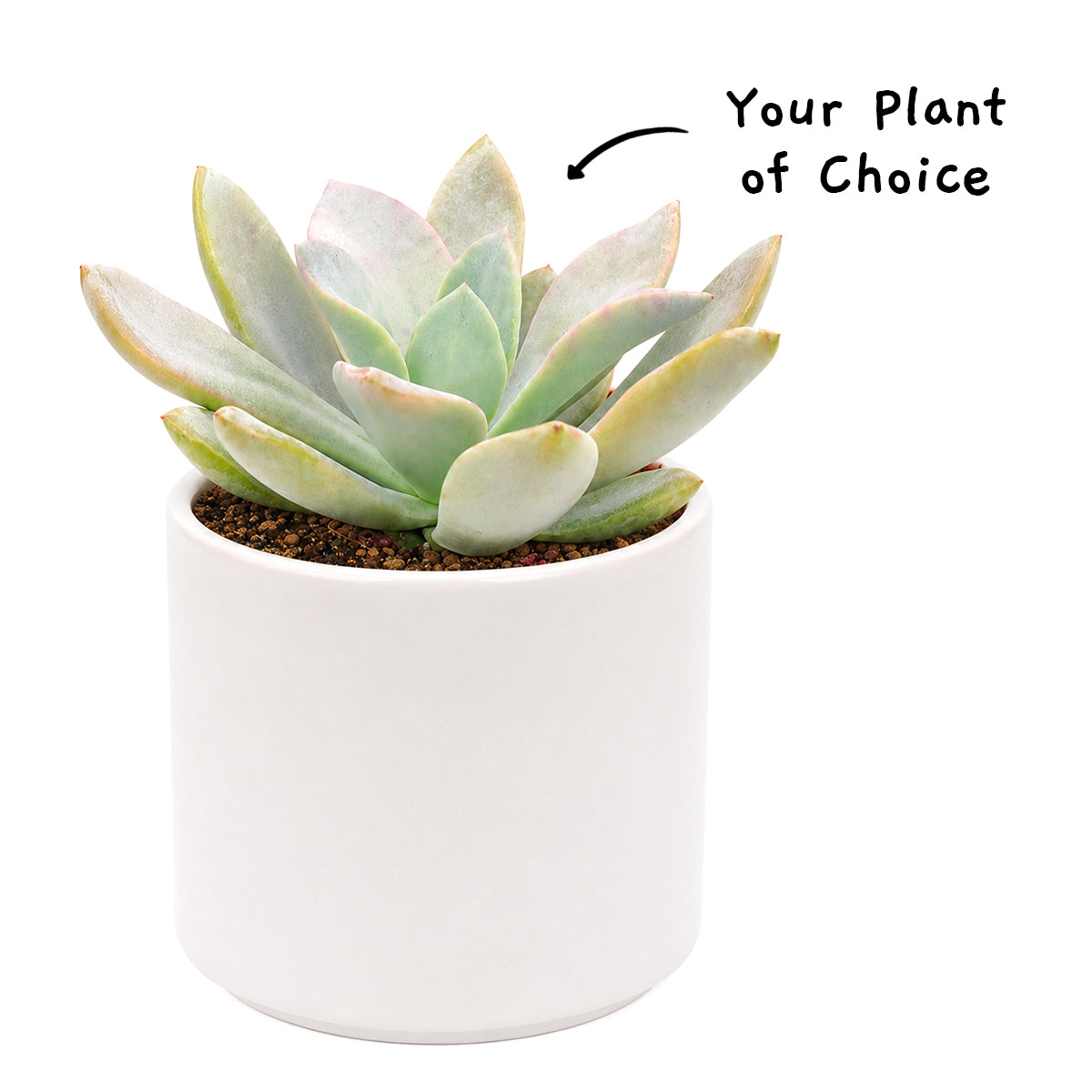 Cremnosedum Little Gem Succulent