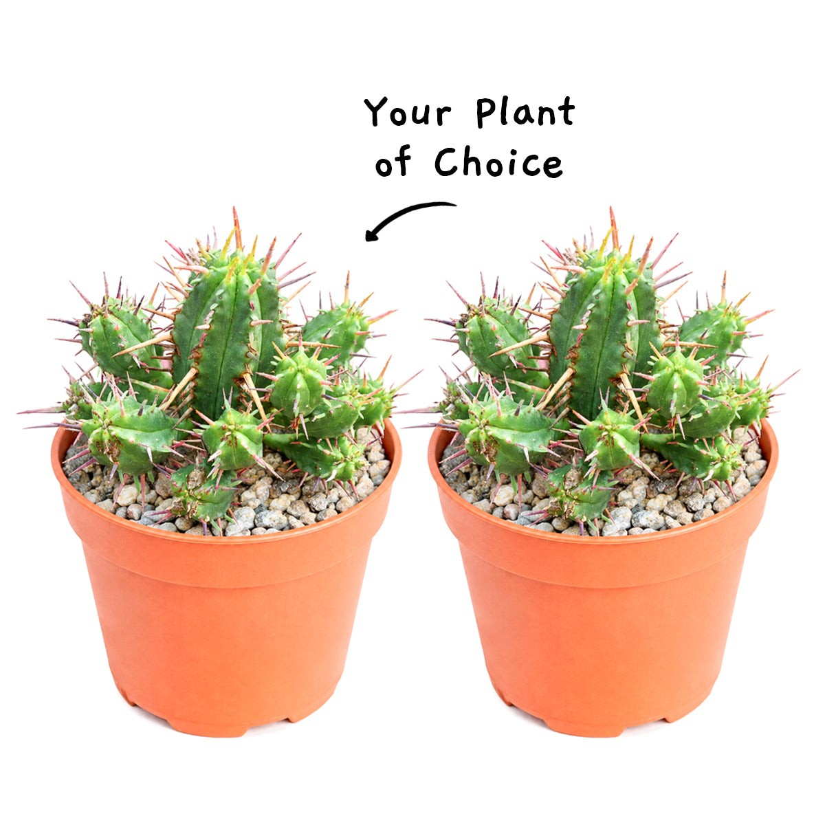 Buy a 2-pack of 4" live plants online. Choose two plants of your choice in convenient 4" pots for an attractive indoor display. Perfect for adding greenery to living rooms, offices, shelves, or patios.