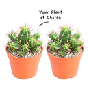 Buy an 8-pack of 4" live plants online. Choose eight plants of your choice to create a lush and diverse collection in 4" pots. Perfect for filling larger spaces, decorating your home or office, and growing your plant collection.