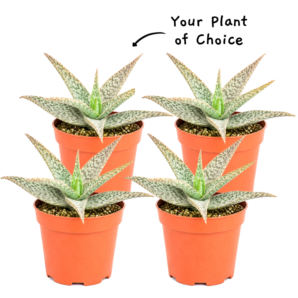 Buy a 4-pack of 4" live plants online. Choose four plants of your choice in 4" pots to build a versatile indoor plant collection. Ideal for home decor, offices, patios, and plant enthusiasts.