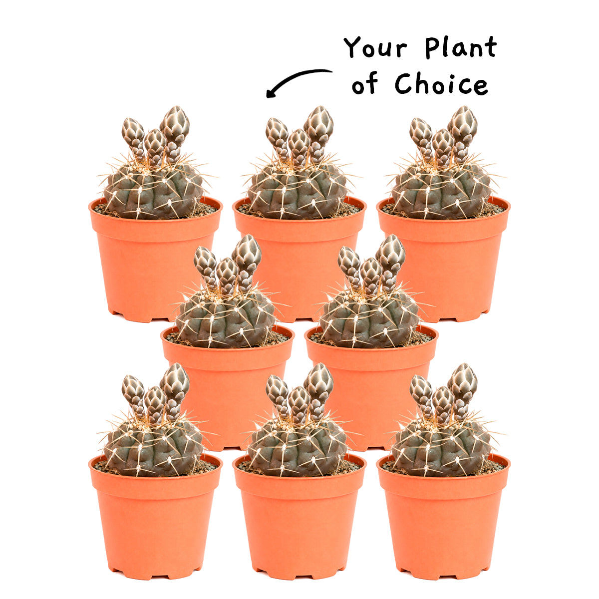 Buy an 8-pack of 4" live plants online. Choose eight plants of your choice to create a lush and diverse collection in 4" pots. Perfect for filling larger spaces, decorating your home or office, and growing your plant collection.