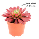 Buy an 8-pack of 4" live plants online. Choose eight plants of your choice to create a lush and diverse collection in 4" pots. Perfect for filling larger spaces, decorating your home or office, and growing your plant collection.