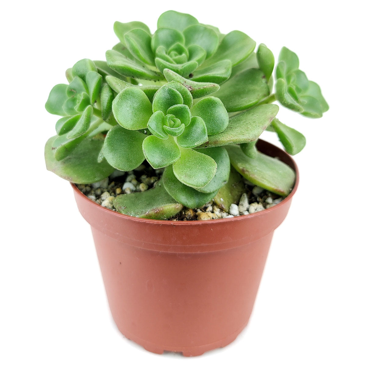 Aeonium Lily Pad, succulent plant, Succulents shop near me, how to grow succulents, monthly succulents, Succulents, succulent care guide, cactus, indoor succulents, Aeonium Lily Pad in California, How to grow Aeonium Lily Pad