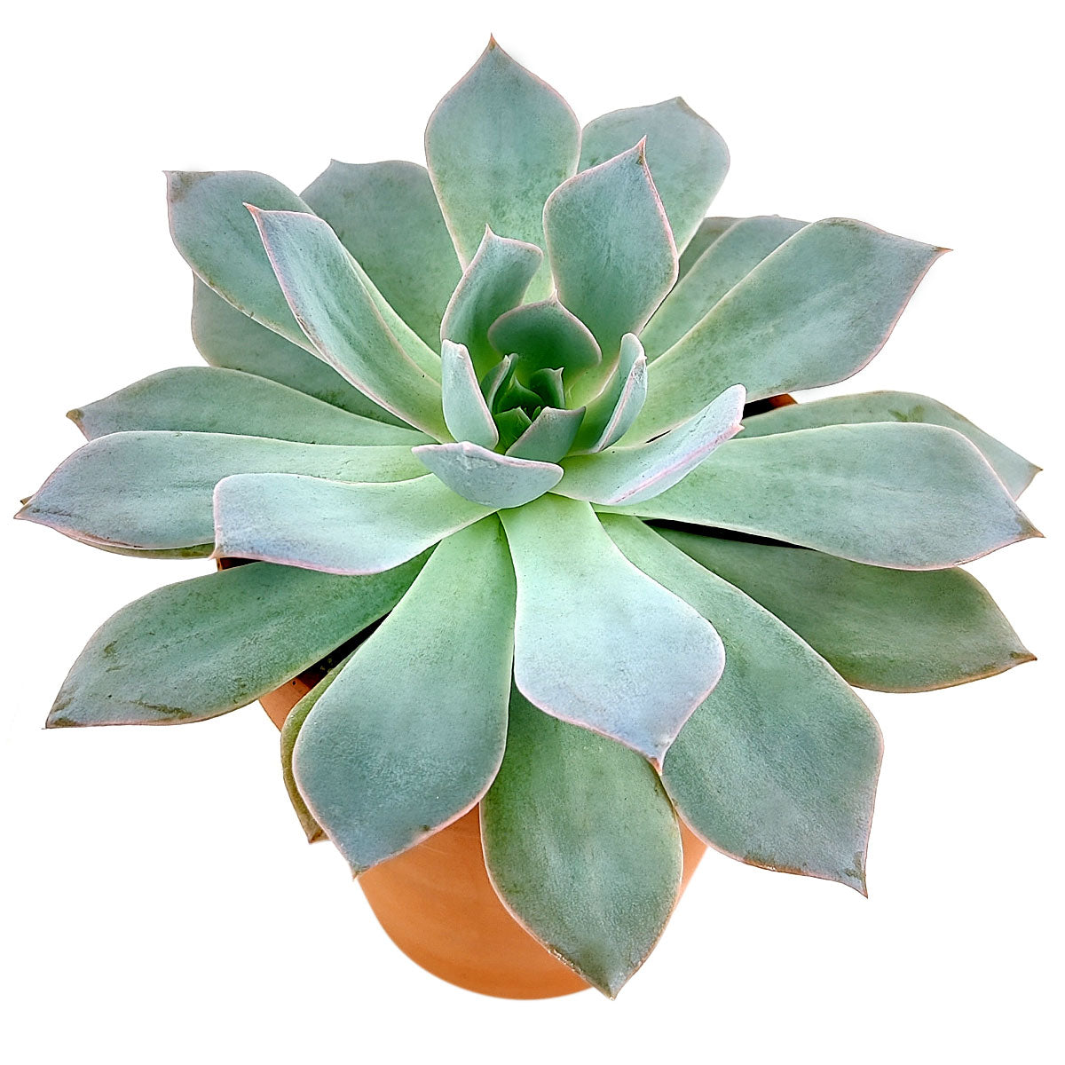 blue fairy succulent Echeveria Blue Fairy Rosette Succulent with Care Instruction