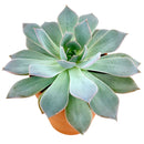 How to care forBlue Fairy Succulent, How to make your succulent pink, How to change succulent color, How to make Blue Fairy Succulent turn pink, Succulent turning pink, How to make succulents change color, How to grow colorful succulents, echeveria, echeveria succulent, echeveria types, succulent echeveria, buy succulents online, succulent shop, succulent store, echeveria plant,  indoor succulents