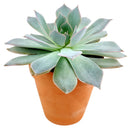 How to care forBlue Fairy Succulent, How to make your succulent pink, How to change succulent color, How to make Blue Fairy Succulent turn pink, Succulent turning pink, How to make succulents change color, How to grow colorful succulents, echeveria, echeveria succulent, echeveria types, succulent echeveria, buy succulents online, succulent shop, succulent store, echeveria plant,  indoor succulents