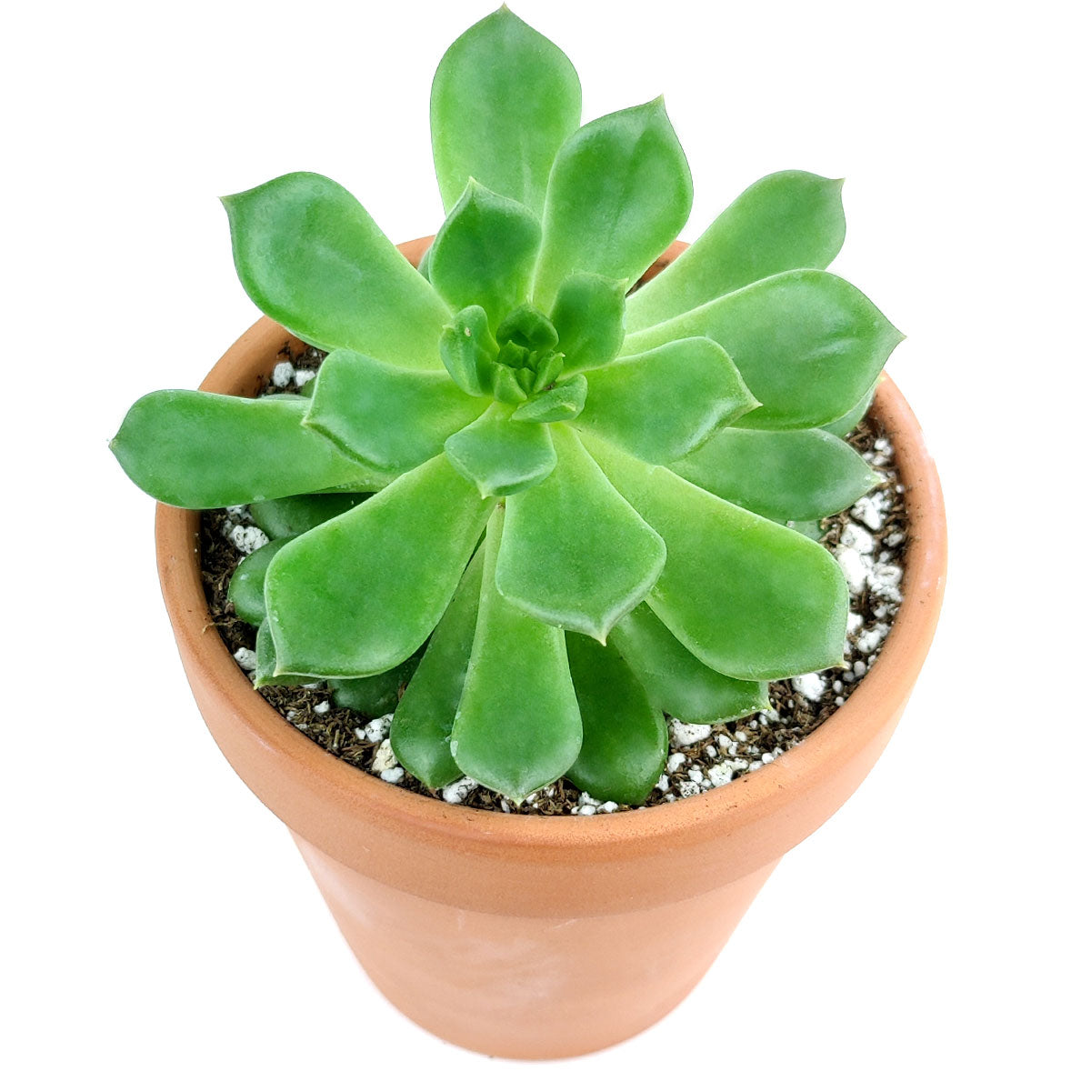 emerald succulent Echeveria Emerald Ripple for Sale