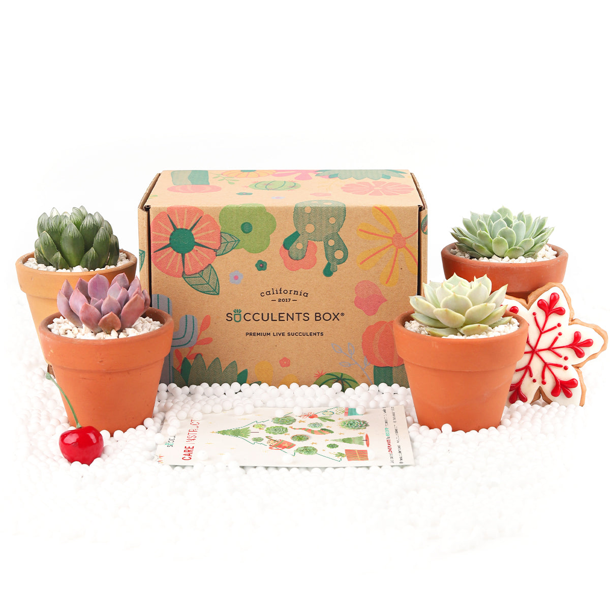 Subscription Box with Care Instruction, Succulent Subscription Box